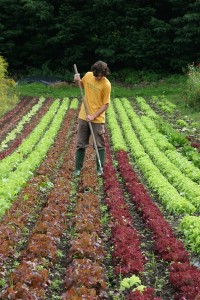 Organic Salad Crop