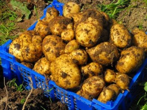 Potatoes No sprays on organic spuds!